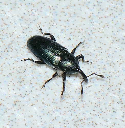Aulacobaris coerulescens